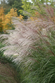 Chinaschilf - Miscanthus sinensis Ferner Osten - Detailansicht